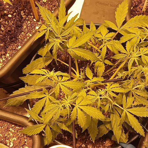 Plant5 growlog photo: Week 2 beginning flower....