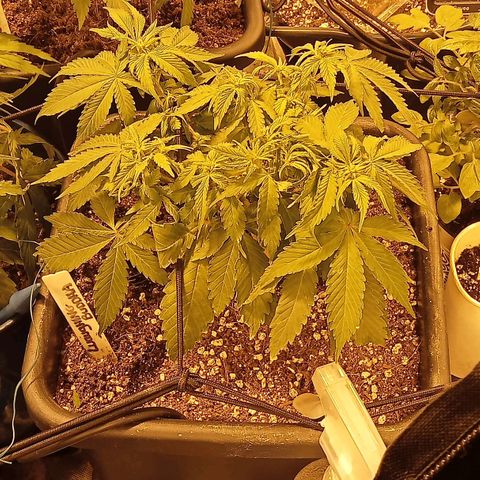 Plant5 growlog photo: Week 2 beginning flower....