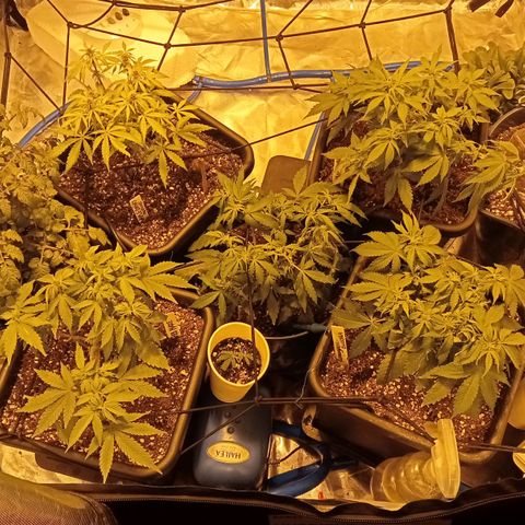 Plant5 growlog photo: Week 2 beginning flower....