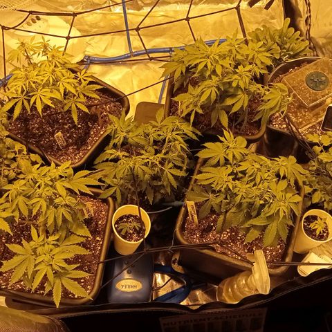 Plant5 growlog photo: Week 2 beginning flower....