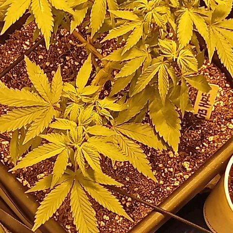 Plant5 growlog photo: Week 2 beginning flower....