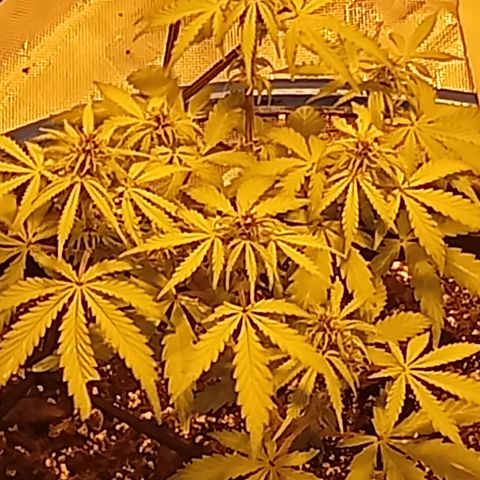Plant5 growlog photo: Week 2 beginning flower....