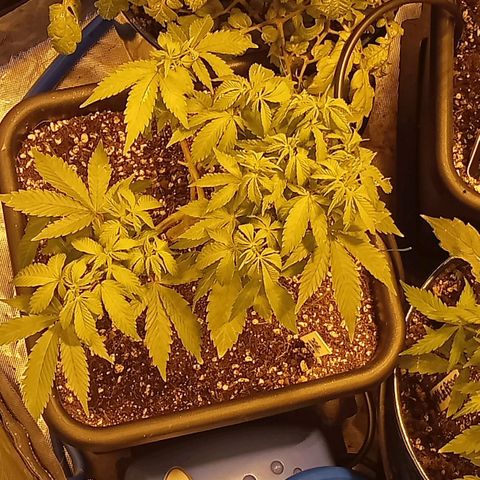 Plant5 growlog photo: Week 2 beginning flower....