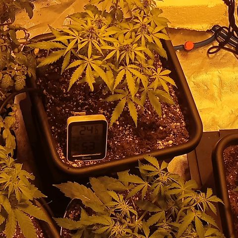 Plant5 growlog photo: Week 2 beginning flower....