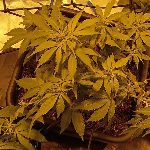 Plant5 growlog photo: Week 2 beginning flower....