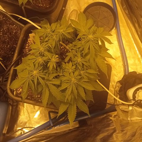 Plant5 growlog photo: Flowering on the 10th Nov 