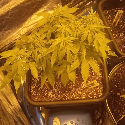 Plant5 growlog photo: Flowering on the 10th Nov 