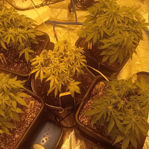 Plant5 growlog photo: Flowering on the 10th Nov 