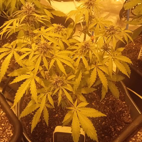 Plant5 growlog photo: Flowering on the 10th Nov 