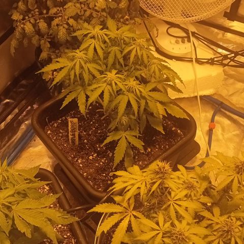 Plant5 growlog photo: Flowering on the 10th Nov 