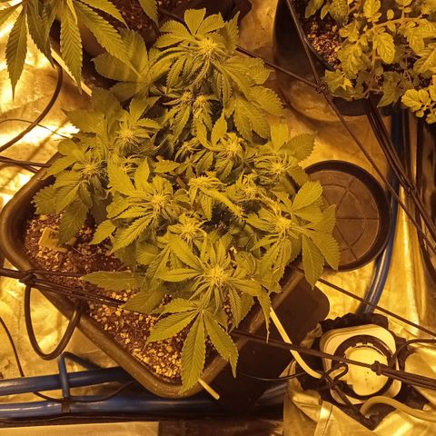 Plant5 growlog photo: Entering week 3 flower 🌺