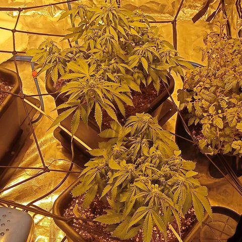 Plant5 growlog photo: Entering week 3 flower 🌺