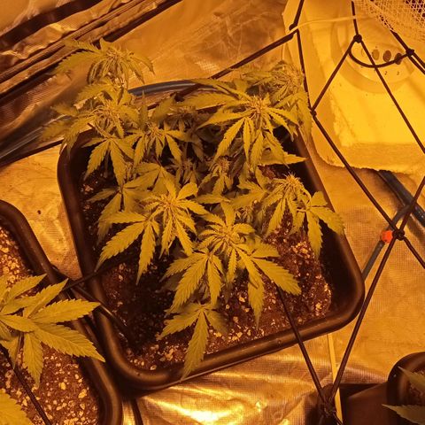 Plant5 growlog photo: Entering week 3 flower 🌺