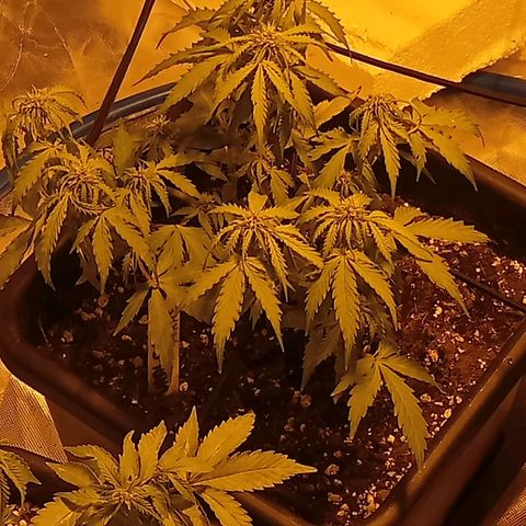 Plant5 growlog photo: Entering week 3 flower 🌺