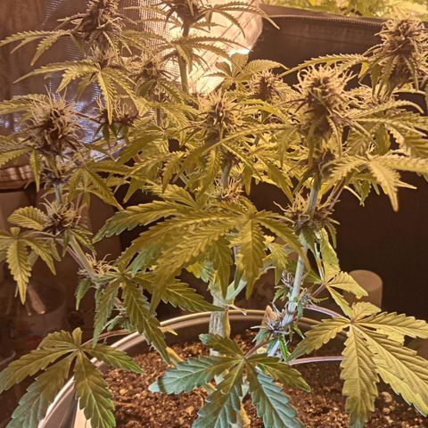 Plant5 growlog photo: Entering week 3 flower 🌺