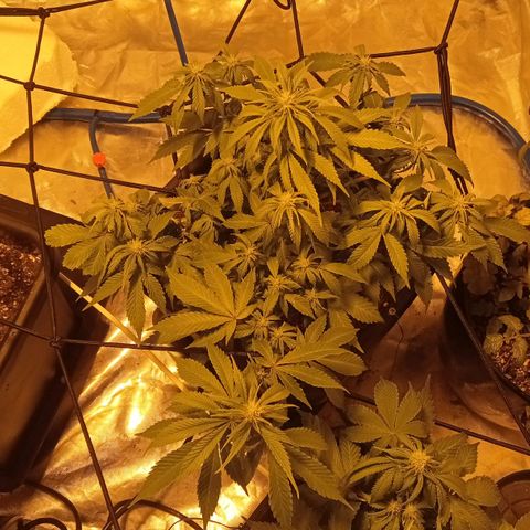 Plant5 growlog photo: Entering week 3 flower 🌺