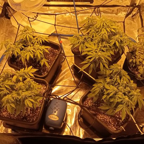 Plant5 growlog photo: Entering week 3 flower 🌺
