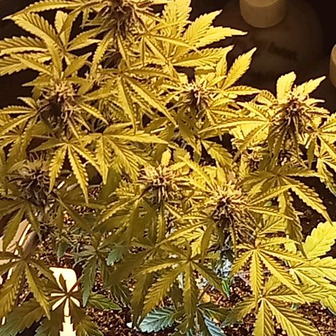 Plant5 growlog photo: Entering week 3 flower 🌺