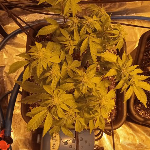 Plant5 growlog photo: Entering week 3 flower 🌺