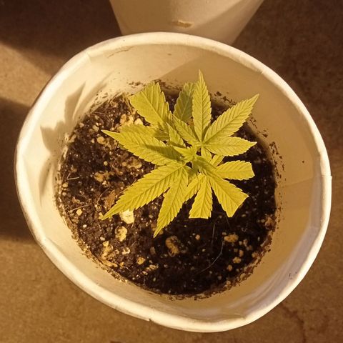Plant5 growlog photo: Entering week 3 flower 🌺