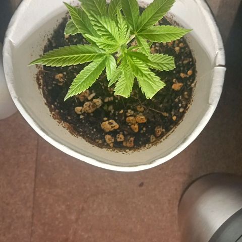 Plant5 growlog photo: Clone 