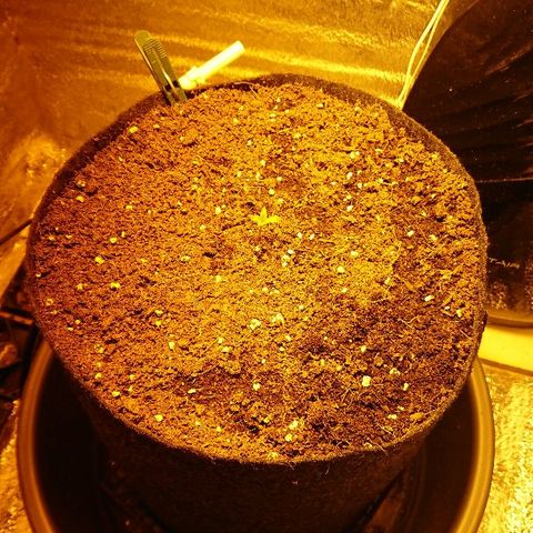 Power Plant  growlog photo: 2 дня от снятия каски! 