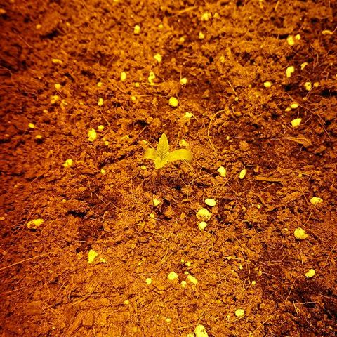 Power Plant  growlog photo: 2 дня от снятия каски! 