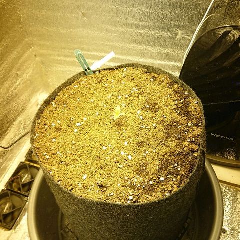 Power Plant  growlog photo: 3 дня веги 