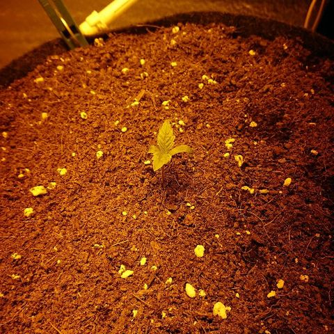 Power Plant  growlog photo: 3 дня веги 