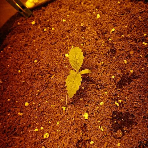 Power Plant  growlog photo: 5ый день веги. Высота кустика 3.8