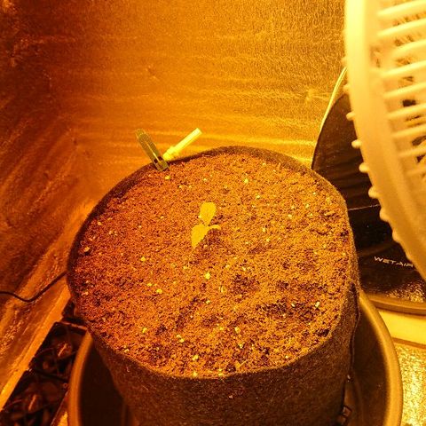Power Plant  growlog photo: 5ый день веги. Высота кустика 3.8