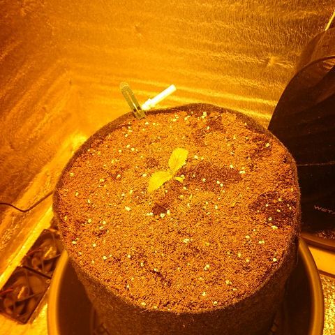 Power Plant  growlog photo: Показала перелив 