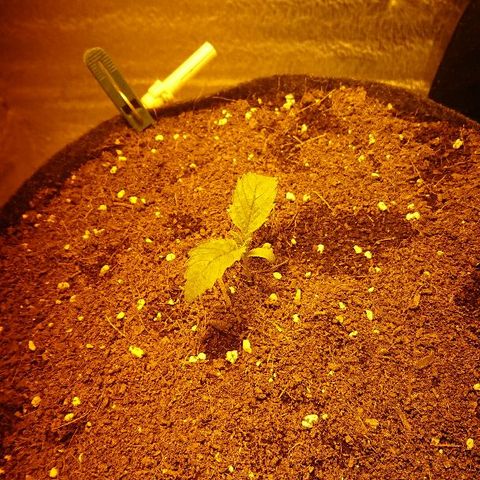 Power Plant  growlog photo: Показала перелив 
