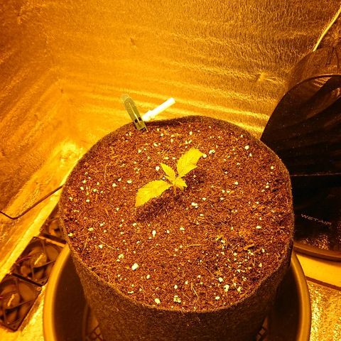 Power Plant  growlog timeline photo