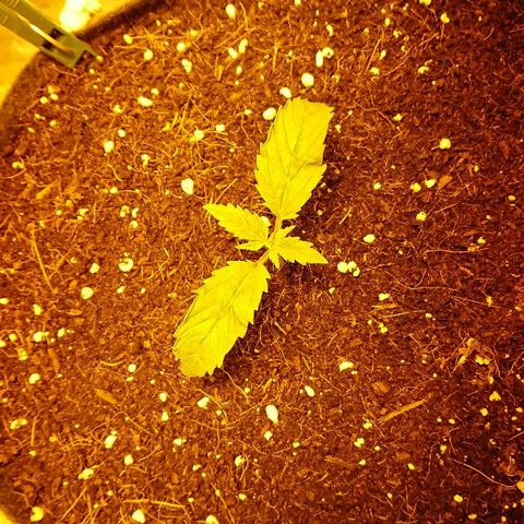 Power Plant  growlog timeline photo