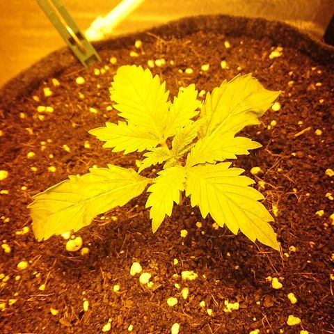 Power Plant  growlog photo: Листья так и не восстановились, появились светлые пятна 