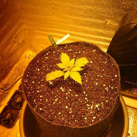 Power Plant  growlog photo: Листья так и не восстановились, появились светлые пятна 