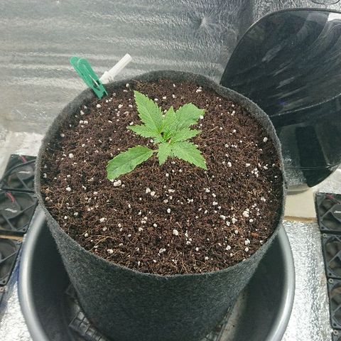 Power Plant  growlog photo: Вернул в бокс 6500 лампы 