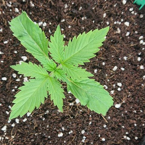 Power Plant  growlog photo: Вернул в бокс 6500 лампы 