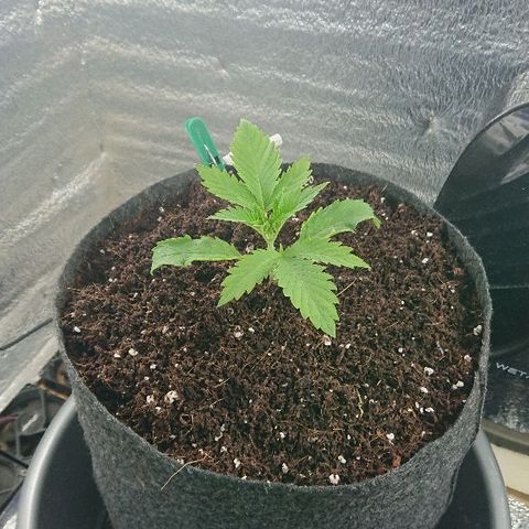 Power Plant  growlog photo: Не поливал 