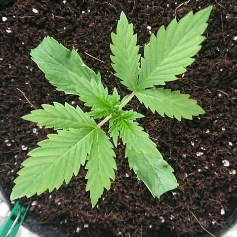 Power Plant  growlog photo: Не поливал 