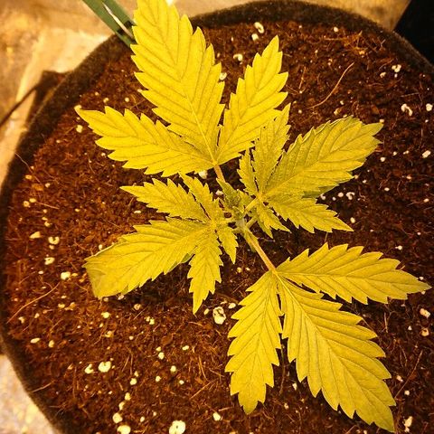 Power Plant  growlog photo: 12 день веги. Высота 9.5 см 