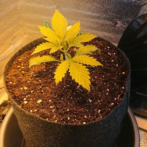 Power Plant  growlog photo: 12 день веги. Высота 9.5 см 