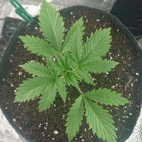 Power Plant  growlog photo: 13 день веги. Признаков жажды нет 