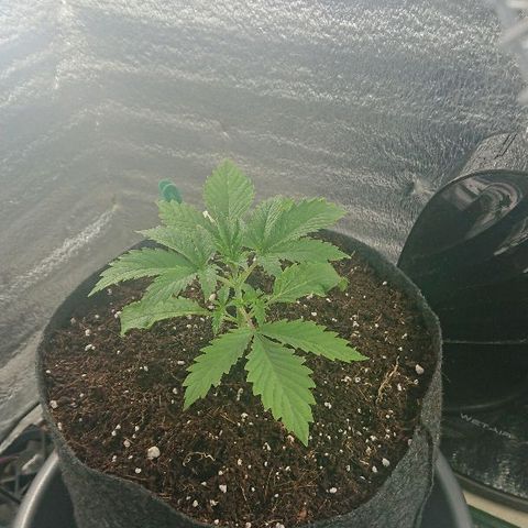 Power Plant  growlog photo: 13 день веги. Признаков жажды нет 