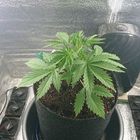Power Plant  growlog photo: Полет нормальный. Мы довольны! 