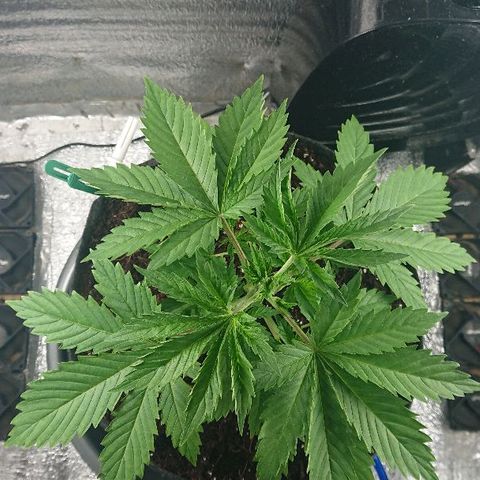 Power Plant  growlog photo: Полет нормальный. Мы довольны! 