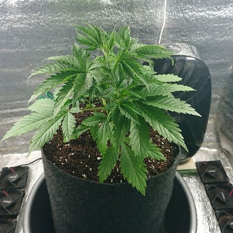 Power Plant  growlog timeline photo