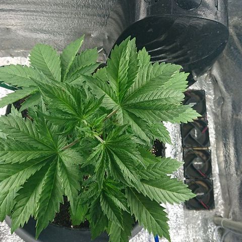 Power Plant  growlog timeline photo