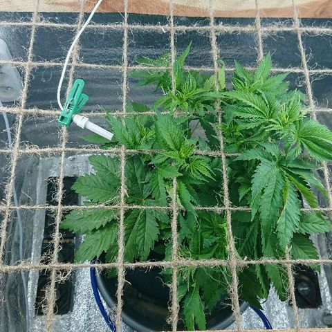 Power Plant  growlog photo: Поровнял веточки под скрогом